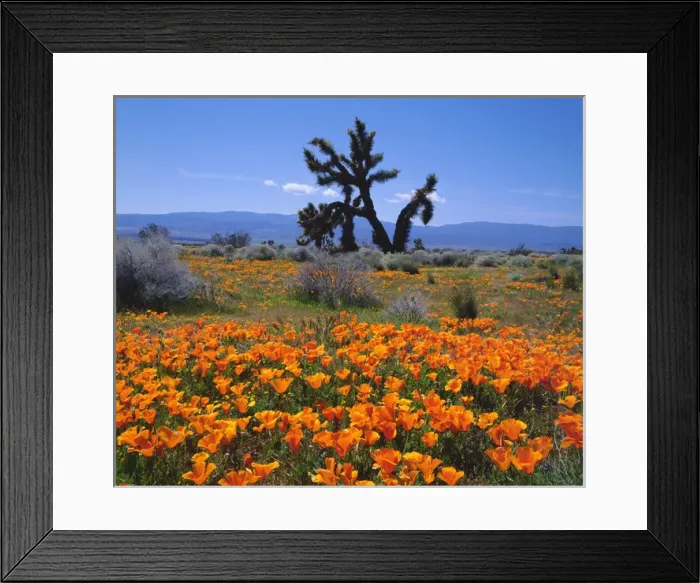 Framed Print : USA; California; California Poppies and a Joshua Tree in Antelope Valley Framed Print : USA; California; California Poppies and a Joshua Tree in Antelope Valley