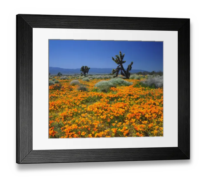 Framed Print : USA; California; California Poppies and the Joshua Trees in Antelope Valley Framed Print : USA; California; California Poppies and the Joshua Trees in Antelope Valley