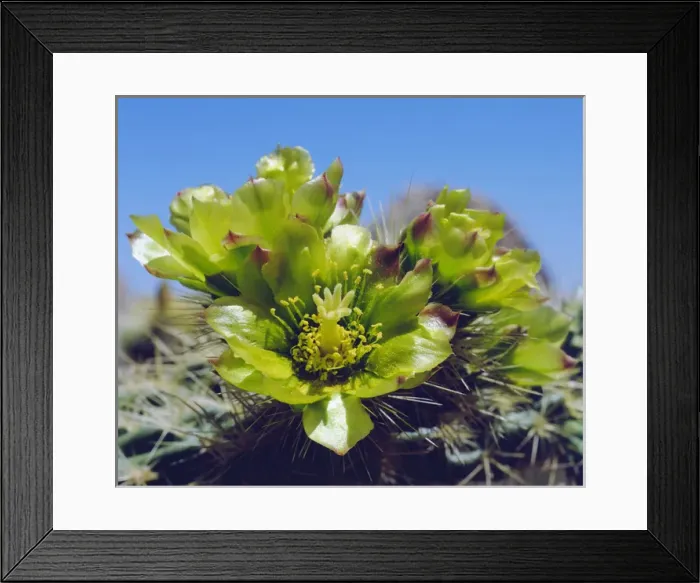 Framed Print : USA; California; Cholla Catcus wildflowers in Valley of the Moon
