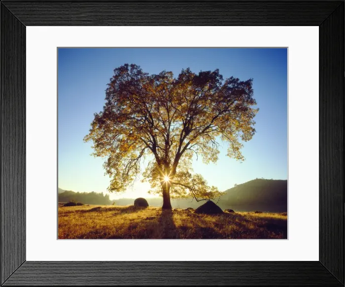 Framed Print : USA; California; San Diego. A Black Oak Trees in Autumn. ; Cleveland National Forest Framed Print : USA; California; San Diego. A Black Oak Trees in Autumn. ; Cleveland National Forest