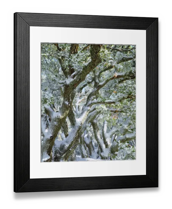 Framed Print : USA, California, Snow covered trees in the Laguna Mountains; Cleveland National Forest Framed Print : USA, California, Snow covered trees in the Laguna Mountains; Cleveland National Forest