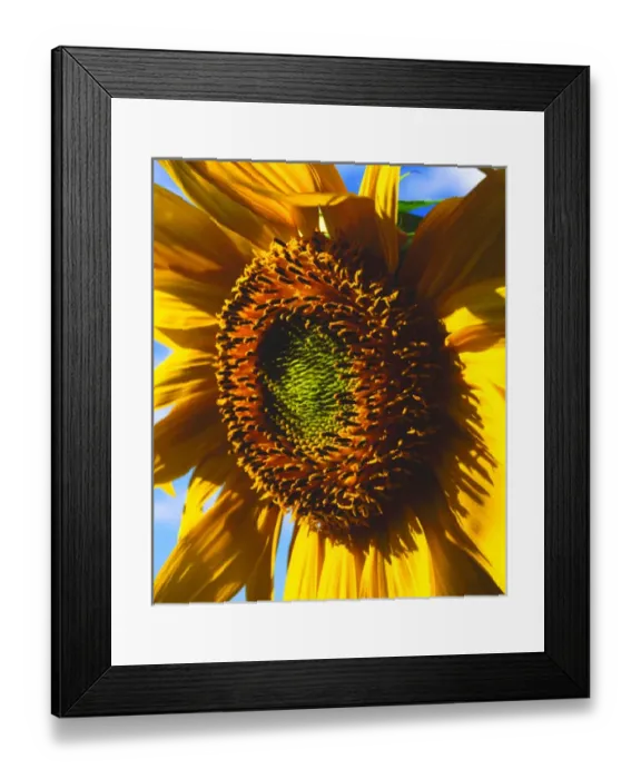 Framed Print : USA, California, Close up of a sunflower Framed Print : USA, California, Close up of a sunflower