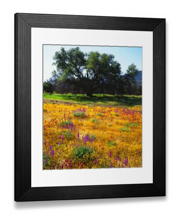 Framed Print : USA, California, San Diego. A Wildflowers inACleveland National Forest after the Cedar fire Framed Print : USA, California, San Diego. A Wildflowers inACleveland National Forest after the Cedar fire