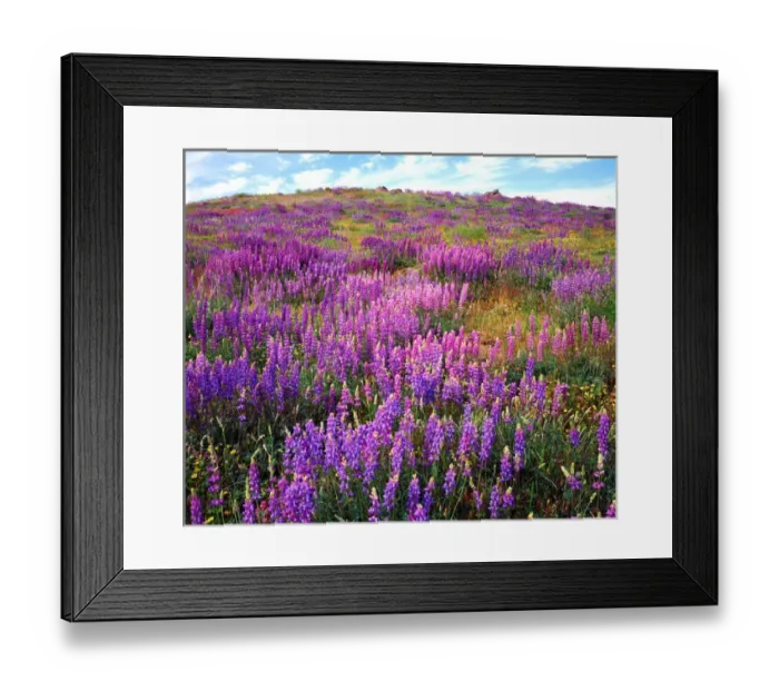 Framed Print : USA, California, San Diego. Lupine Wildflowers in Cuyamaca Rancho State Park Framed Print : USA, California, San Diego. Lupine Wildflowers in Cuyamaca Rancho State Park