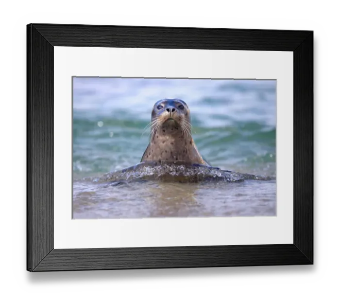 Framed Print : USA; California; La Jolla; San Diego; A seal swimming along the Pacific Coast Framed Print : USA; California; La Jolla; San Diego; A seal swimming along the Pacific Coast