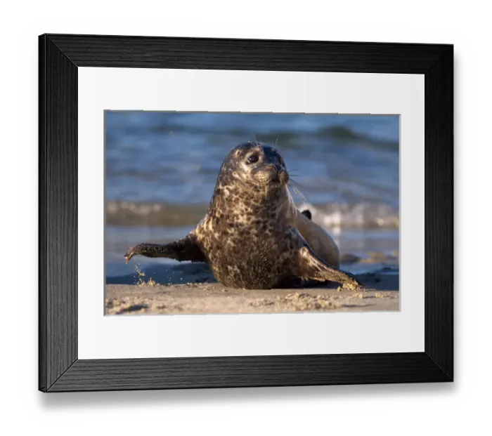 Framed Print : USA; California; La Jolla; San Diego; A baby seal coming ashore in Children s Framed Print : USA; California; La Jolla; San Diego; A baby seal coming ashore in Children s
