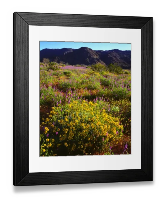 Framed Print : USA; California; Wildflowers in Joshua Tree National Park