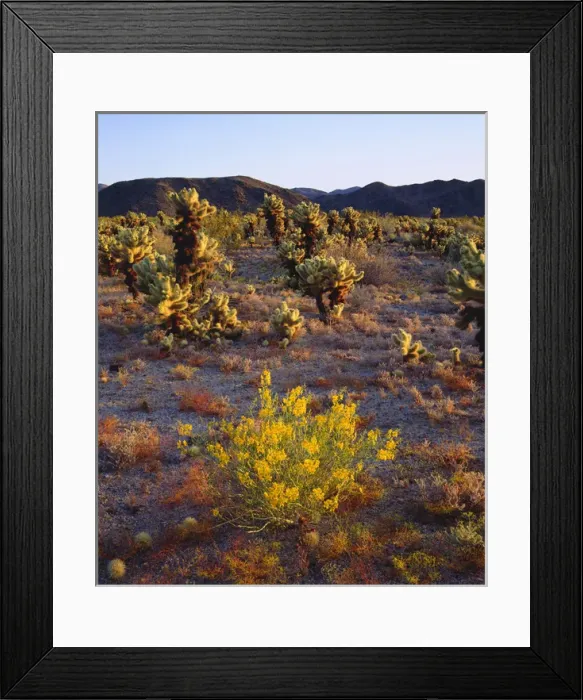 Framed Print : USA; California; Wildflowers and Cholla Cacti in Joshua Tree National Park Framed Print : USA; California; Wildflowers and Cholla Cacti in Joshua Tree National Park