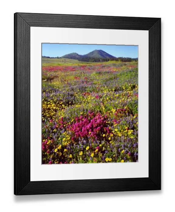 Framed Print : USA; California; San Diego. A Cuyamaca Rancho State Park, Wildflowers near Cuyamaca Lake Framed Print : USA; California; San Diego. A Cuyamaca Rancho State Park, Wildflowers near Cuyamaca Lake