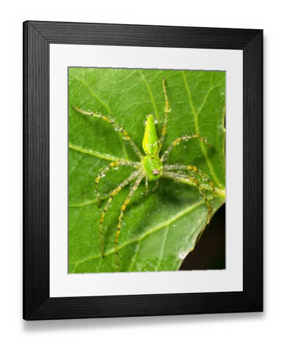 Framed Print : USA; California; Dew on a Green Lynx Spider Framed Print : USA; California; Dew on a Green Lynx Spider