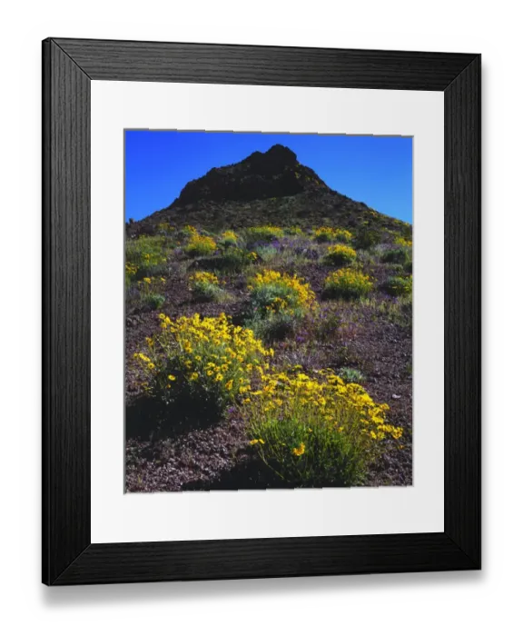 Framed Print : USA; California; Death Valley National Park. Brittlebush Wildflowers in Death Valley Framed Print : USA; California; Death Valley National Park. Brittlebush Wildflowers in Death Valley
