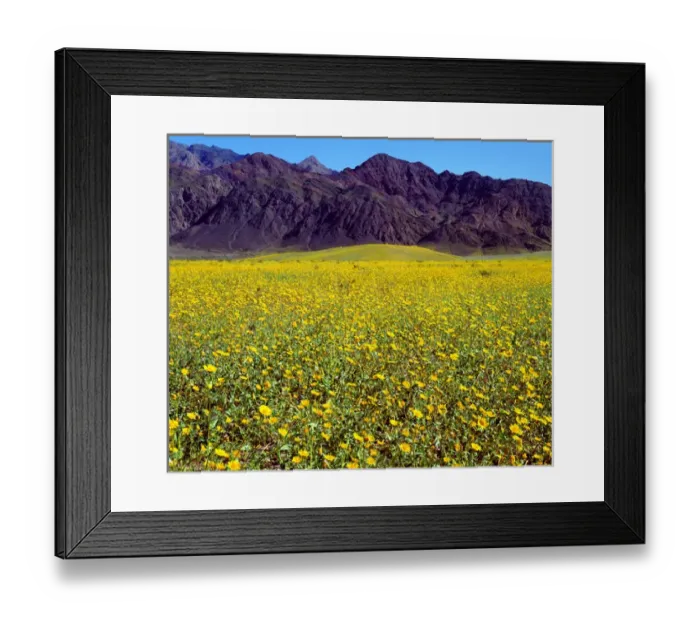 Framed Print : USA; California; Death Valley National Park. Desert Sunflowers in Death Valley Framed Print : USA; California; Death Valley National Park. Desert Sunflowers in Death Valley