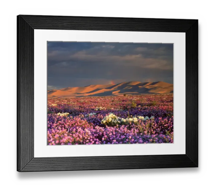 Framed Print : USA, California, Dumont Dunes. A rainbow over Sand Vebena and dune Primrose Wildflowers Framed Print : USA, California, Dumont Dunes. A rainbow over Sand Vebena and dune Primrose Wildflowers
