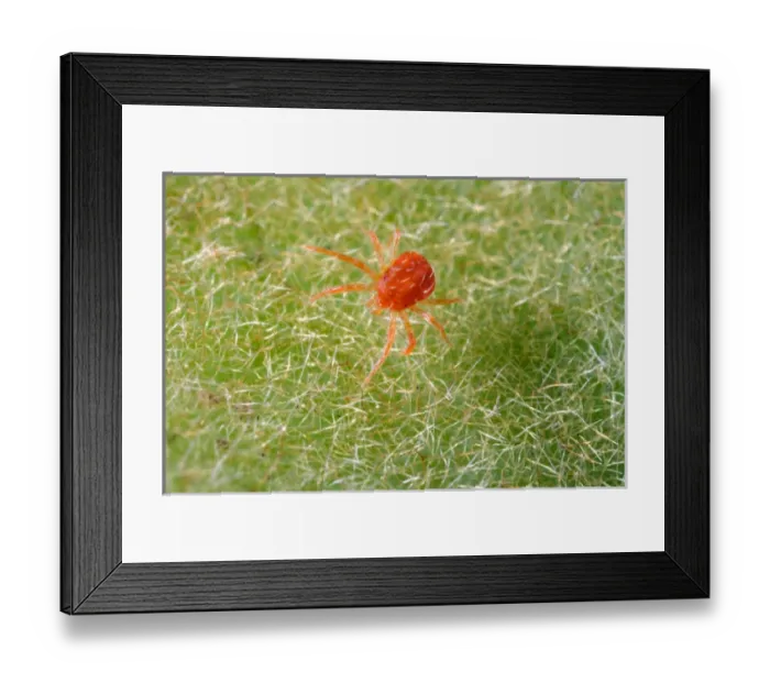 Framed Print : USA; California; Extreme close-up of a spider mite Framed Print : USA; California; Extreme close-up of a spider mite