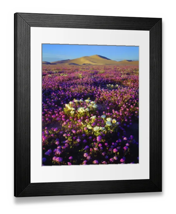Framed Print : USA; California; Dumont Dunes. ASand Vebena and dune Primrose Wildflowers