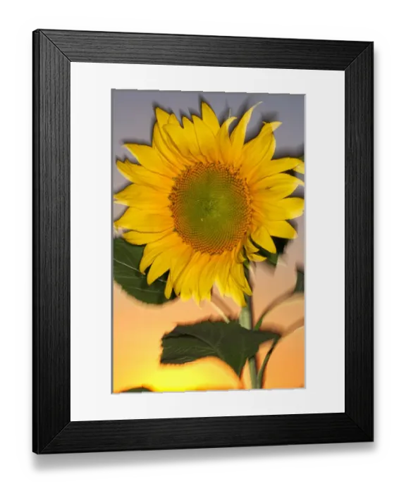 Framed Print : USA, California, Hybrid sunflower blowing in the wind at dusk Framed Print : USA, California, Hybrid sunflower blowing in the wind at dusk