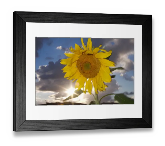 Framed Print : USA, California, Hybrid sunflower blowing in the wind at dusk Framed Print : USA, California, Hybrid sunflower blowing in the wind at dusk