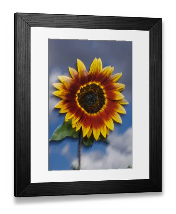 Framed Print : USA, California, Hybrid sunflower blowing in the wind at sunset Framed Print : USA, California, Hybrid sunflower blowing in the wind at sunset
