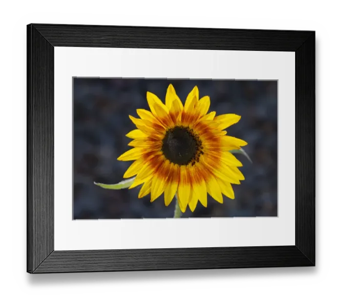 Framed Print : USA, California, Hybrid sunflower Framed Print : USA, California, Hybrid sunflower