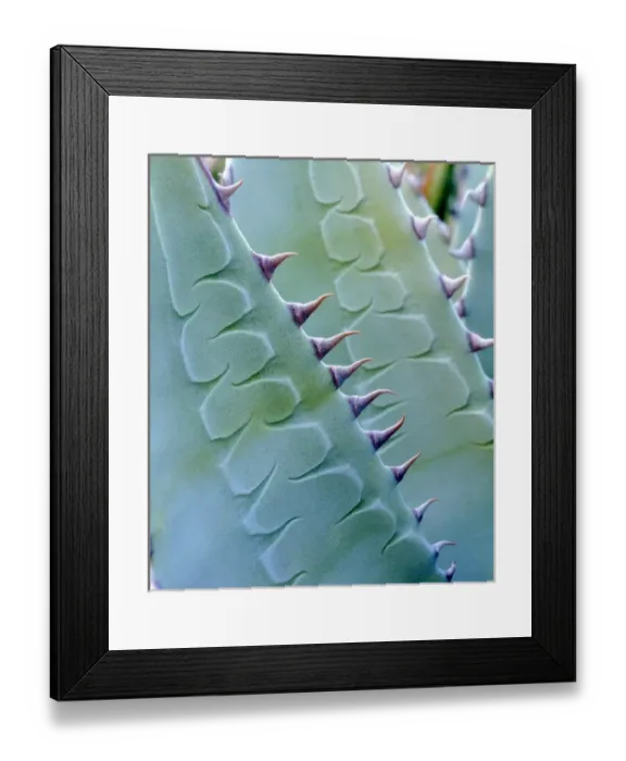 Framed Print : USA, California, Jacumba. Patterns of an Agave plant Framed Print : USA, California, Jacumba. Patterns of an Agave plant