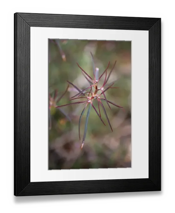Framed Print : USA, California, Joshua Tree National Park. Close-up of beetle spurge wildflower Framed Print : USA, California, Joshua Tree National Park. Close-up of beetle spurge wildflower