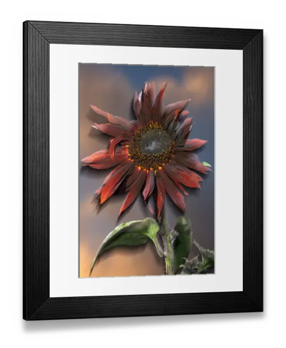 Framed Print : USA, California, Black Hybrid sunflower blowing in the wind at dusk Framed Print : USA, California, Black Hybrid sunflower blowing in the wind at dusk