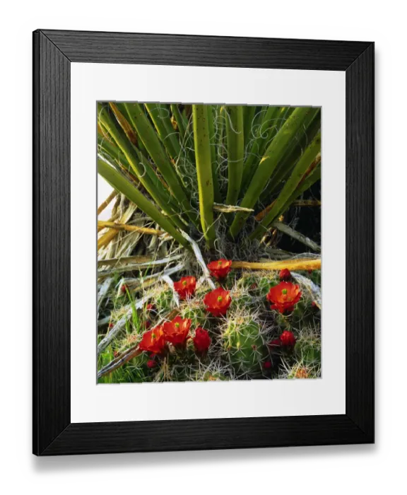 Framed Print : USA; California; Claret Cup Cactus Wildflowers in Joshua Tree National Park Framed Print : USA; California; Claret Cup Cactus Wildflowers in Joshua Tree National Park