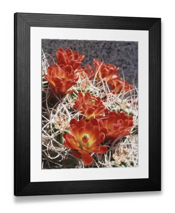 Framed Print : CTF-0807. USA, California, Joshua Tree National Park Framed Print : CTF-0807. USA, California, Joshua Tree National Park