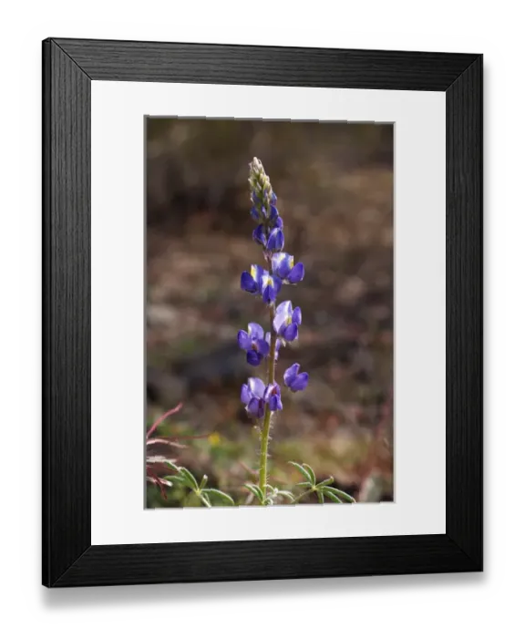 Framed Print : USA, California, Lupine Wildflowers in Joshua Tree National Park Framed Print : USA, California, Lupine Wildflowers in Joshua Tree National Park