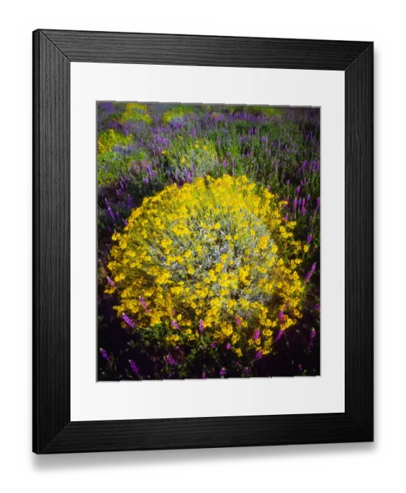 Framed Print : USA; California; Brittlebush and Lupine Wildflowers in Joshua Tree National Park Framed Print : USA; California; Brittlebush and Lupine Wildflowers in Joshua Tree National Park