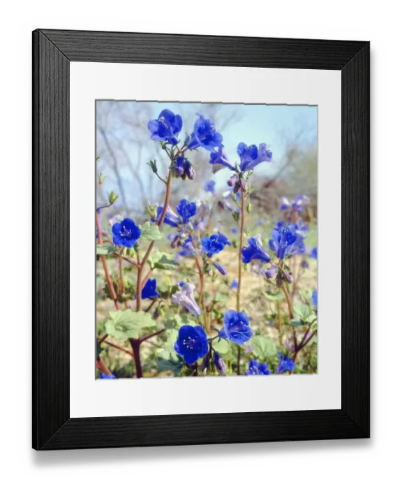 Framed Print : USA; California; Desert Bell or Phacelia Wildflowers in Joshua Tree National Park