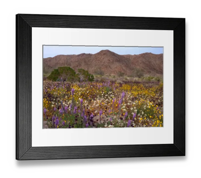 Framed Print : USA, California, Desert Wildflowers in Joshua Tree National Park Framed Print : USA, California, Desert Wildflowers in Joshua Tree National Park