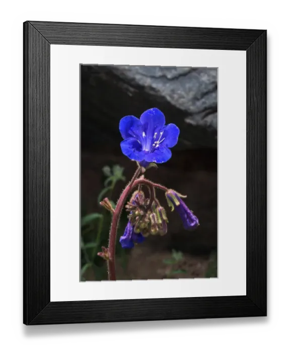 Framed Print : USA, California, Phacelia Wildflowers in Joshua Tree National Park Framed Print : USA, California, Phacelia Wildflowers in Joshua Tree National Park