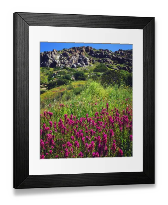 Framed Print : USA; California; San Diego. AOwls Clover Wildflowers in Mission Trails Regional Park