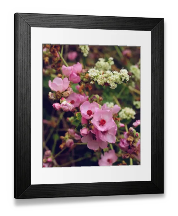 Framed Print : USA; California; San Diego. AMallow and other Wildflowers in Mission Trails Regional Park