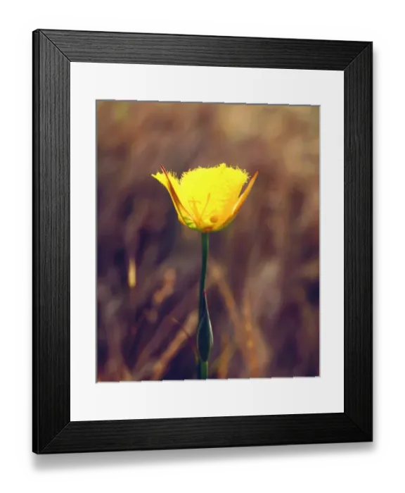 Framed Print : USA; California; San Diego. AMariposa Lily Wildflower in Mission Trails Regional Park Framed Print : USA; California; San Diego. AMariposa Lily Wildflower in Mission Trails Regional Park