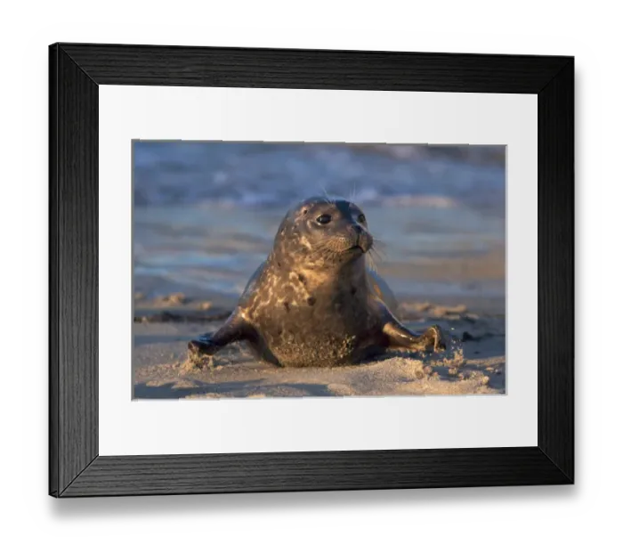 Framed Print : USA; California; La Jolla; San Diego; A baby seal coming ashore in Children s