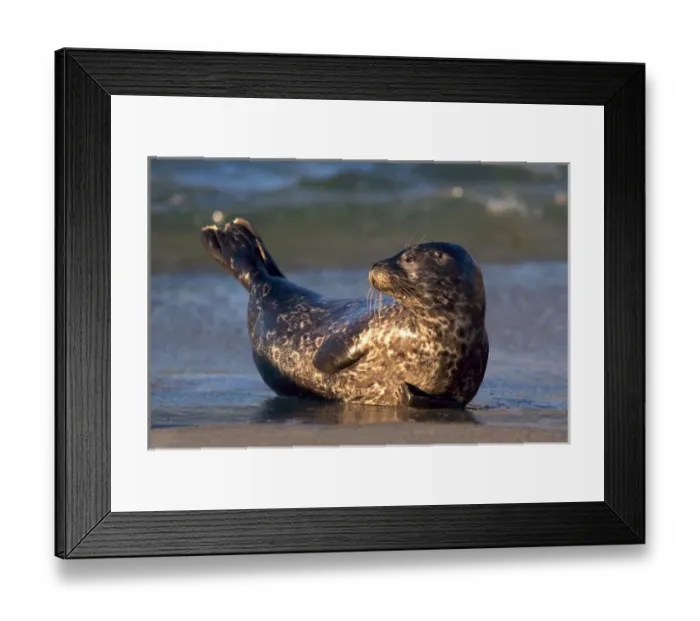 Framed Print : USA; California; La Jolla; San Diego; A baby seal lifting its tail in anticipation Framed Print : USA; California; La Jolla; San Diego; A baby seal lifting its tail in anticipation