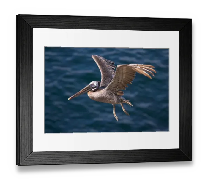 Framed Print : USA; California; La Jolla; San Diego; A Pelican Flying over the Pacific Coast