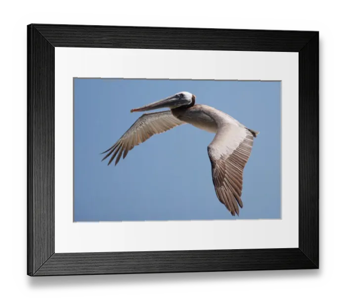 Framed Print : USA; California; La Jolla; San Diego; A Pelican Flying over the Pacific Coast