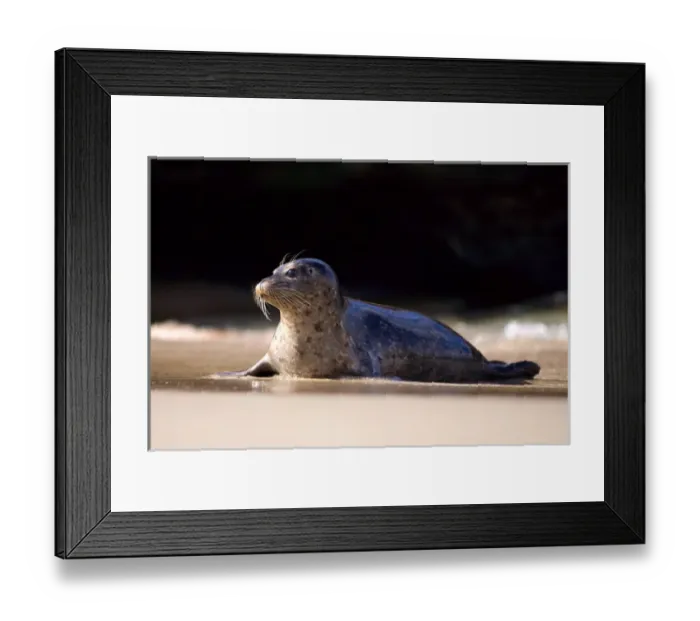 Framed Print : USA, California, La Jolla, San Diego, A seal on a beach along the Pacific Coast