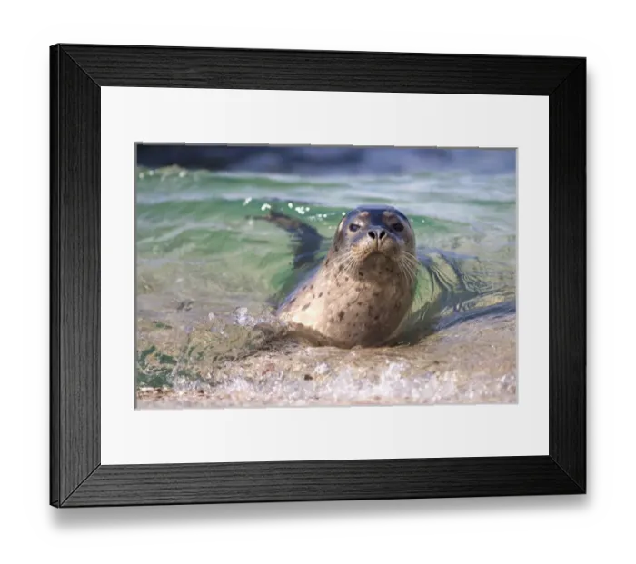 Framed Print : USA; California; La Jolla; San Diego; A seal swimming along the Pacific Coast