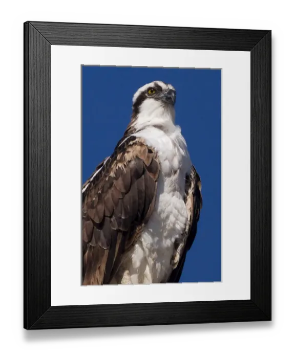Framed Print : USA; California; La Jolla; San Diego; Rare Osprey in La Jolla