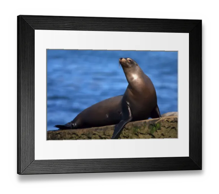 Framed Print : USA; California; La Jolla; San Diego; A seal in La Jolla