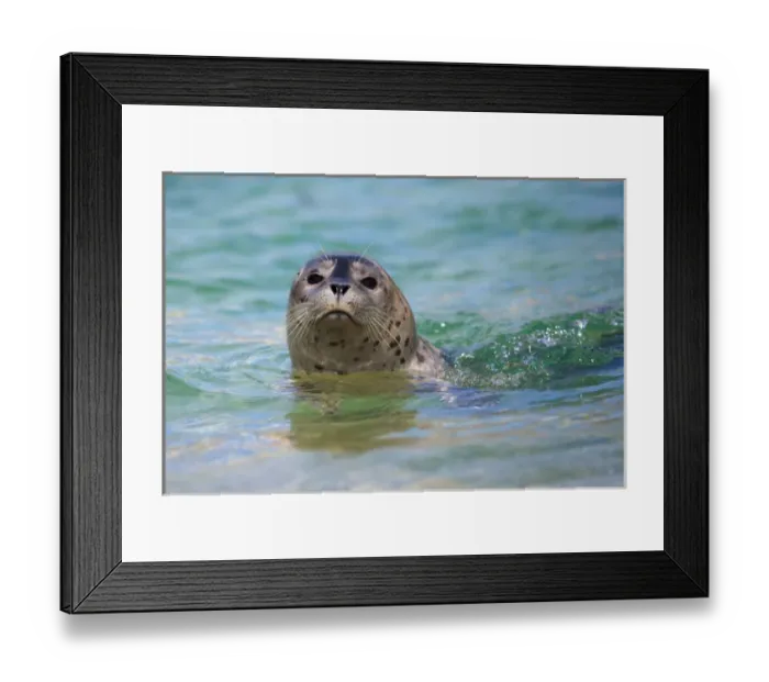 Framed Print : USA; California; La Jolla; San Diego; Swimming with a baby seal in La Jolla Framed Print : USA; California; La Jolla; San Diego; Swimming with a baby seal in La Jolla