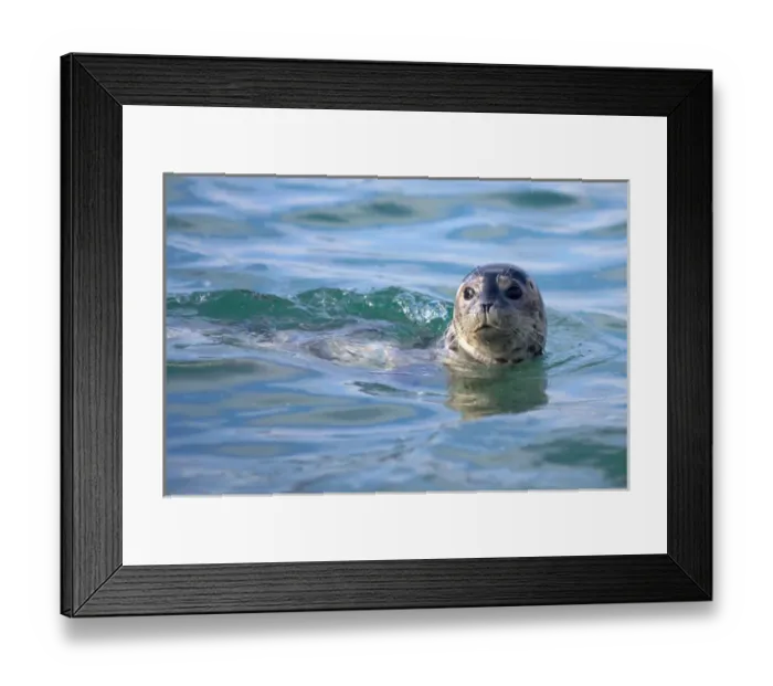 Framed Print : USA; California; La Jolla; San Diego; A seal swimming along the Pacific Coast Framed Print : USA; California; La Jolla; San Diego; A seal swimming along the Pacific Coast
