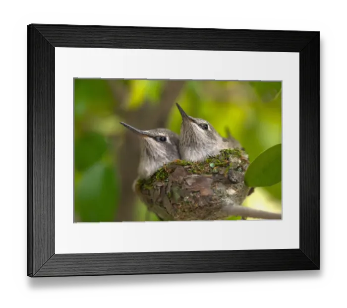 Framed Print : USA; California; Lakeside; Baby Humming Birds Framed Print : USA; California; Lakeside; Baby Humming Birds