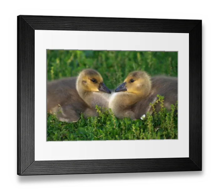 Framed Print : USA; California; Lakeside; Canada Goslings that form a Heart Framed Print : USA; California; Lakeside; Canada Goslings that form a Heart