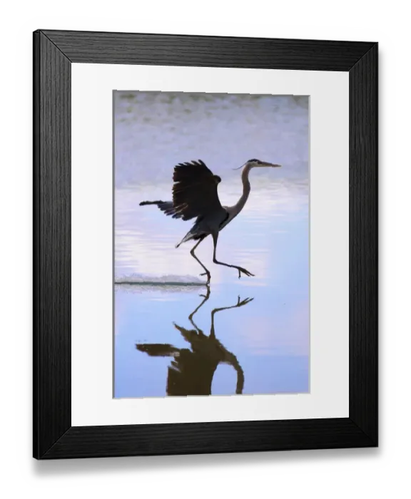 Framed Print : USA, California, Lakeside, Great Blue Heron Landing Framed Print : USA, California, Lakeside, Great Blue Heron Landing
