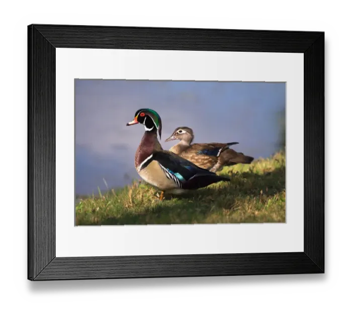 Framed Print : USA, California, Lakeside, Wood Duck. Credit as: Christopher Talbot Frank / Jaynes Framed Print : USA, California, Lakeside, Wood Duck. Credit as: Christopher Talbot Frank / Jaynes